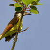 Great Kiskadee